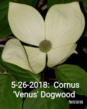 Cornus 'Venus' Dogwood