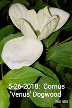 Cornus 'Venus' Dogwood