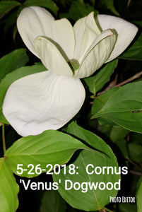 Cornus 'Venus' Dogwood