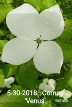 Cornus 'Venus' Dogwood