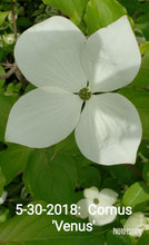Cornus 'Venus' Dogwood