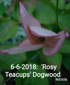 Cornus 'Rosy Tea Cups' Dogwood