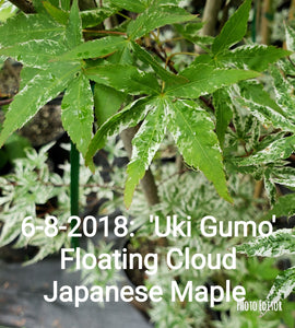 Acer Palmatum 'Uki Gumo' Floating Cloud Japanese Maples