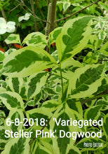 Cornus Variegated 'Stellar Pink' Dogwood