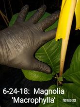 Magnolia Macrophylla
