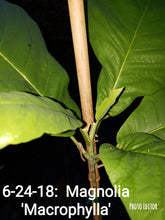 Magnolia Macrophylla
