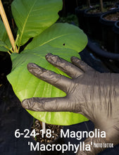 Magnolia Macrophylla