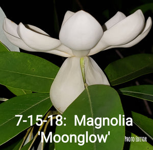 Magnolia 'Moonglow'