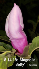 Magnolia 'Betty'