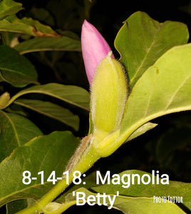 Magnolia 'Betty'
