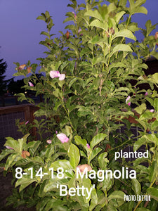 Magnolia 'Betty'