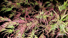 Acer Palmatum 'Seiryu' Japanese Maples