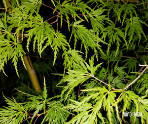 Acer Palmatum 'Seiryu' Japanese Maples