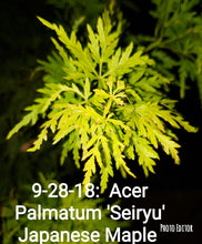 Acer Palmatum 'Seiryu' Japanese Maples
