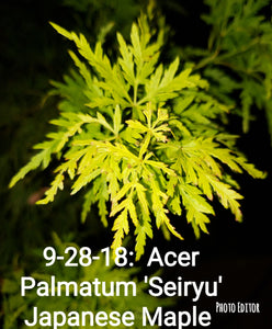Acer Palmatum 'Seiryu' Japanese Maples