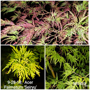 Acer Palmatum 'Seiryu' Japanese Maples