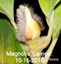 Magnolia 'Cameo'