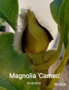Magnolia 'Cameo'