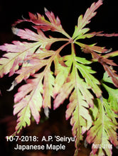 Acer Palmatum 'Seiryu' Japanese Maples