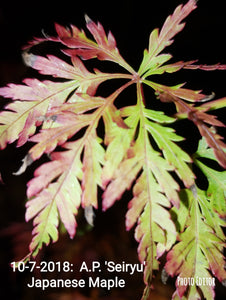 Acer Palmatum 'Seiryu' Japanese Maples