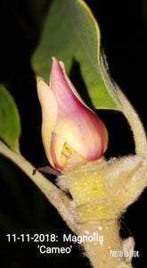 Magnolia 'Cameo'