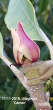 Magnolia 'Cameo'