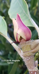 Magnolia 'Cameo'