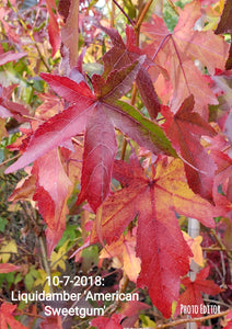 LiquidAmbar 'American Sweetgum' other varieties