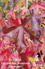 LiquidAmbar 'American Sweetgum' other varieties
