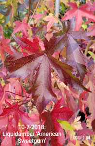 LiquidAmbar 'American Sweetgum' other varieties