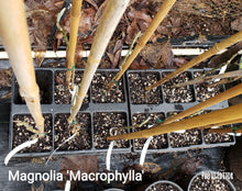 Magnolia Macrophylla