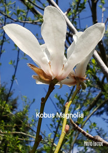 Magnolia Kobus