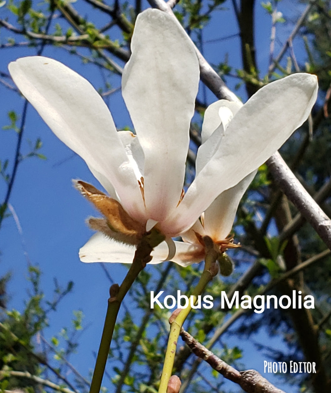 Magnolia Kobus