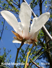 Magnolia Kobus