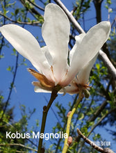 Magnolia Kobus