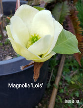 Magnolia 'Lois'
