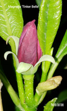 Magnolia 'Tinker Belle'