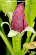 Magnolia 'Tinker Belle'