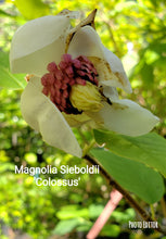 Magnolia Sieboldii 'Colossus'