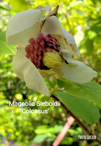 Magnolia Sieboldii 'Colossus'