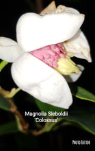 Magnolia Sieboldii 'Colossus'