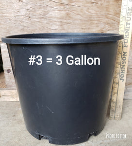 #3 POT
