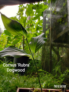 Cornus Rubra Red Dogwood