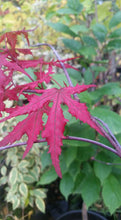 Acer Palmatum 'Purple Ghost'  Japanese Maples