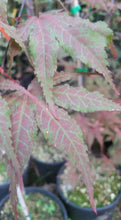 Acer Palmatum 'Purple Ghost'  Japanese Maples