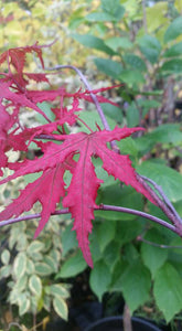 Acer Palmatum 'Purple Ghost'  Japanese Maples