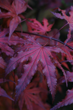 Acer Palmatum 'Purple Ghost'  Japanese Maples