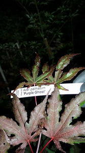 Acer Palmatum 'Purple Ghost'  Japanese Maples