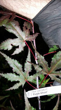 Acer Palmatum 'Purple Ghost'  Japanese Maples