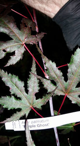 Acer Palmatum 'Purple Ghost'  Japanese Maples
